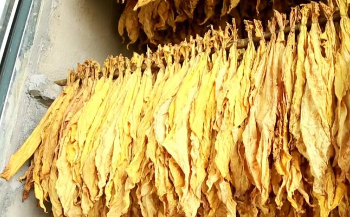 木屑顆粒燃料烘烤煙葉可以嗎？