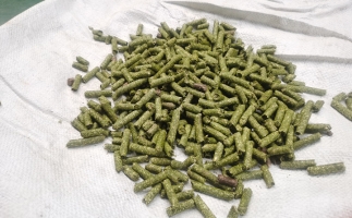 鋸末顆粒一噸能賺多少？顆粒機(jī)廠家給你算了一筆賬